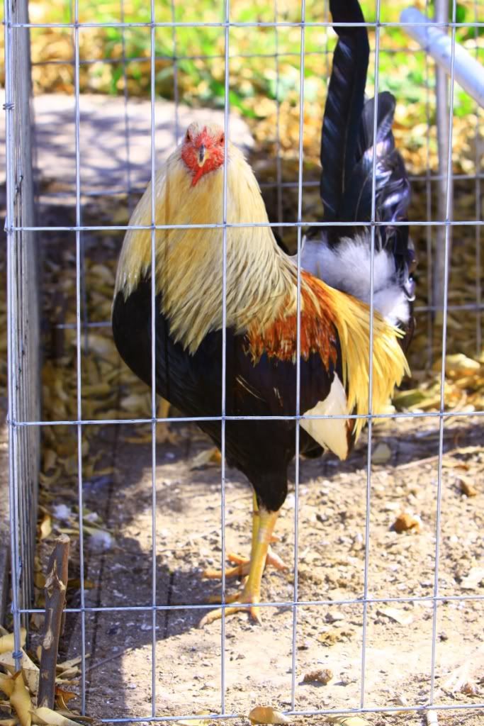 Bonanza Black Gamefowl