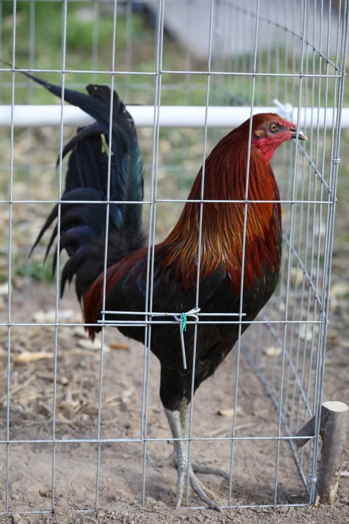 Bonanza Black Gamefowl