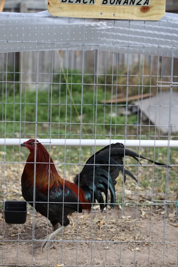 Bonanza Black Gamefowl