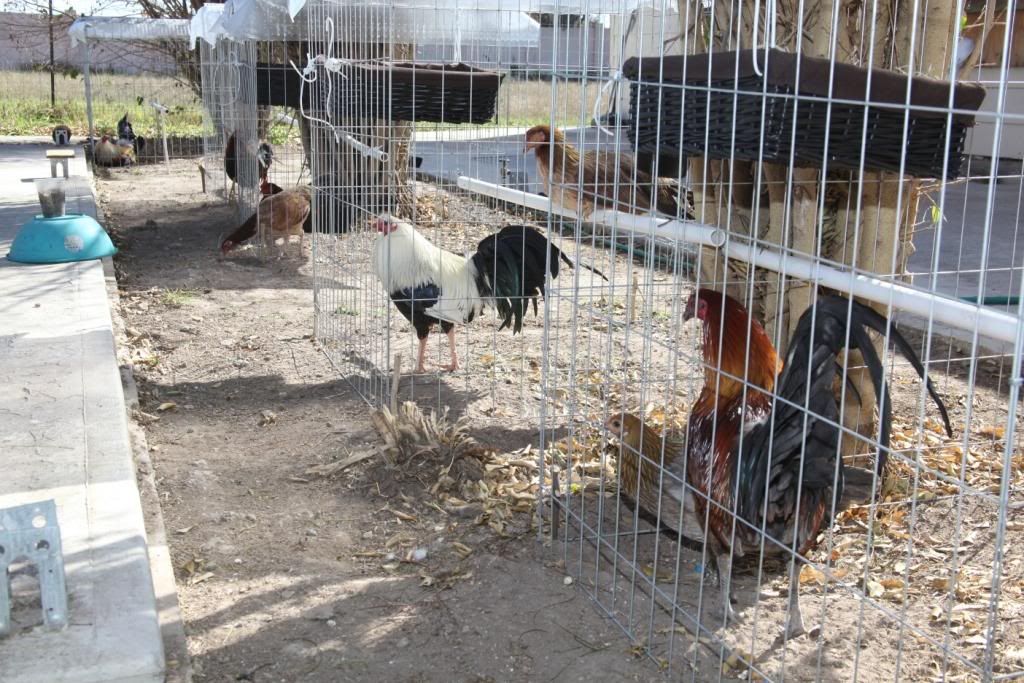 Brood Pens Photo by maderpader Photobucket