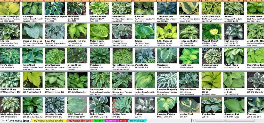 Hosta Garden Designs and this one which shows a picture of each hosta i purchase along with purchase info year it makes me happy to look at this one in january And This One Which Shows A Picture Of Each Hosta I Purchase Along With Purchase Info Year It Makes Me Happy To Look At This One In January Hosta Garden Designs garden design with hydrangeas And This One Which Shows A Picture Of Each Hosta I Purchase Along With Purchase Info Year It Makes Me Happy To Look At This One In January