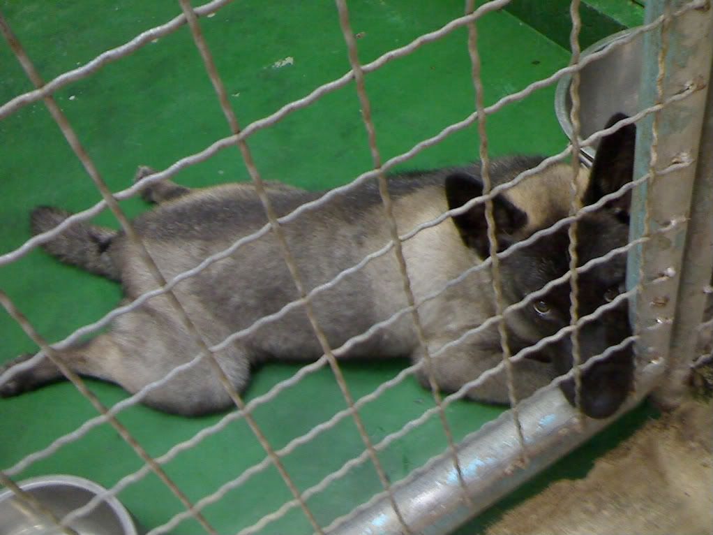 圖檔