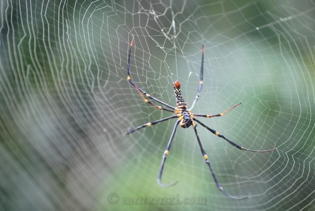 Web off Spider