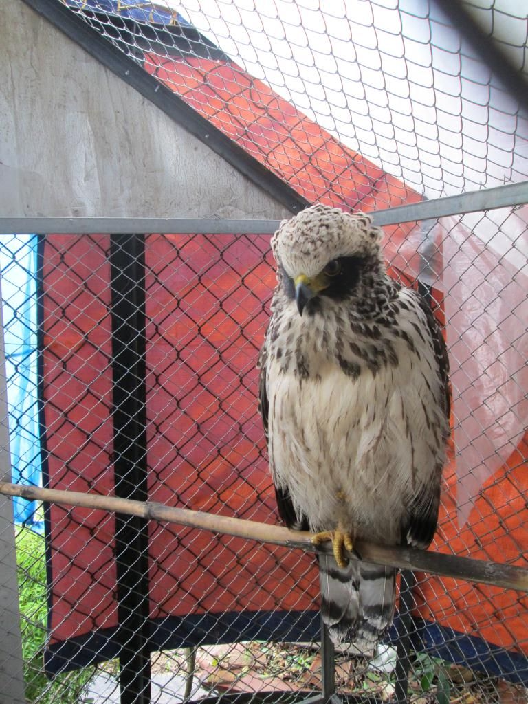 TP.HCM . Thanh lý chim đại bàng non - 2