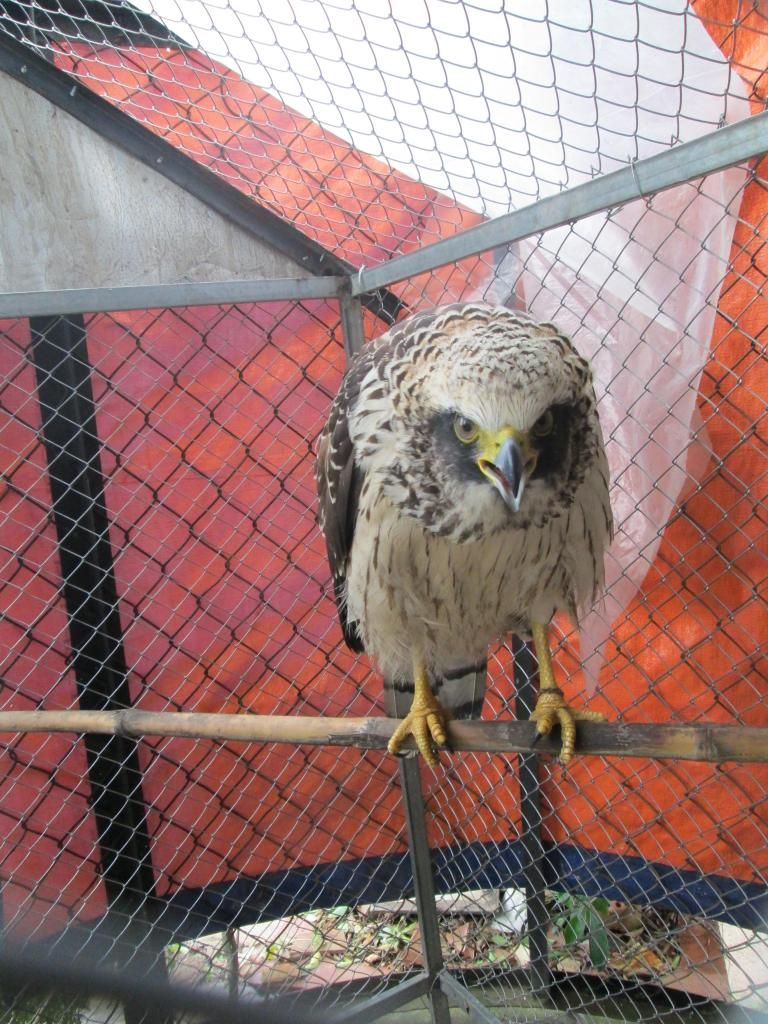 TP.HCM . Thanh lý chim đại bàng non - 1