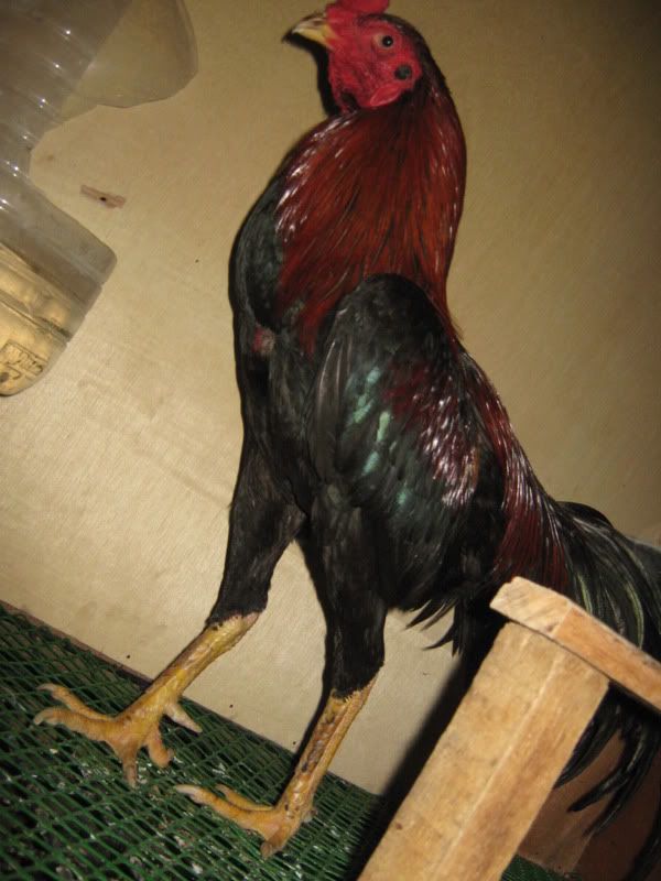 red indian asil 2