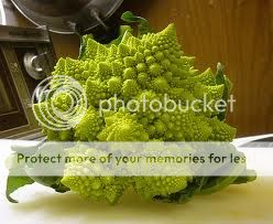 Photos of not-so-common foods fed -- Fun Fruits and Vegetables Romanescu_zpsa5f48495